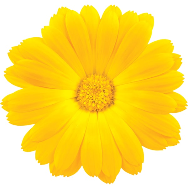 calendula flower